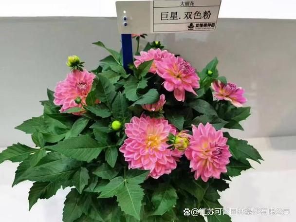 大丽花种植技术