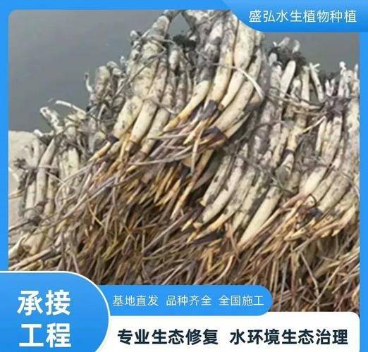 最新莲藕种植技术在线视频