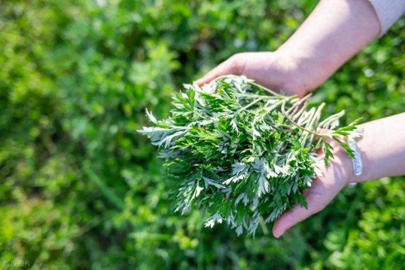 艾草种植技术