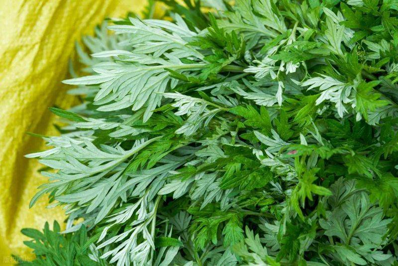 艾草种植技术