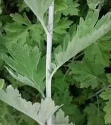 艾草种植技术
