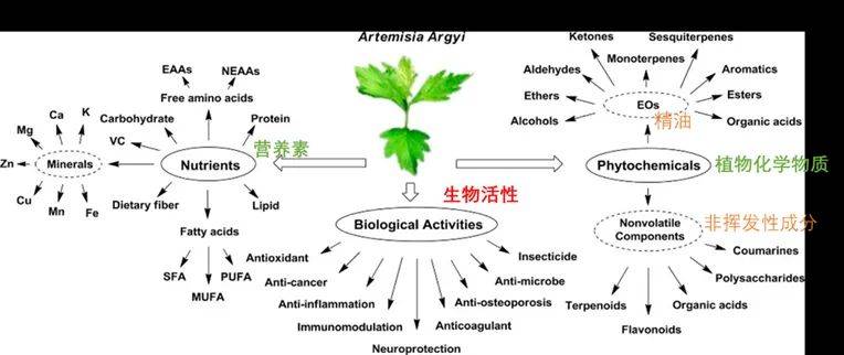 艾草种植技术