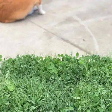 豆苗的种植方法