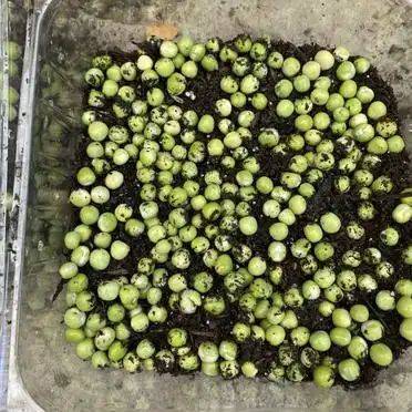 豆苗的种植方法