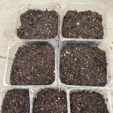 豆苗的种植方法