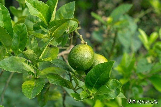 金桔种植技术与管理