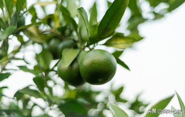 金桔种植技术与管理