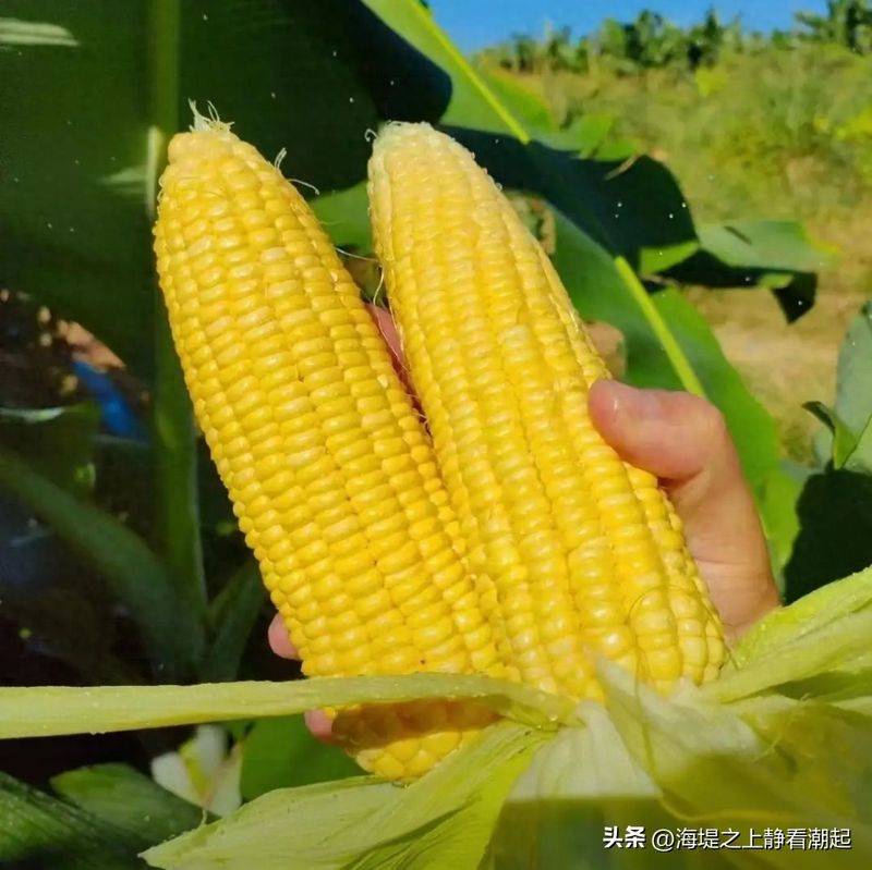 越光米种植技术