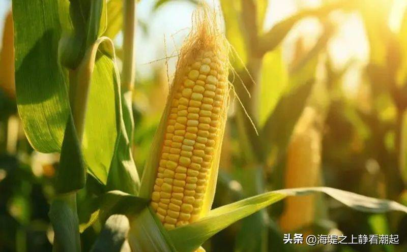 越光米种植技术