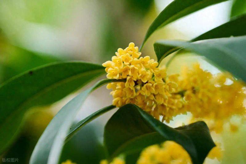 桂花树种子种植技术