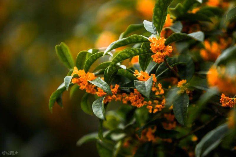 桂花树种子种植技术