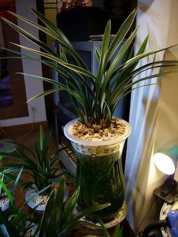 在水中兰花的种植方法