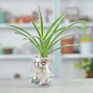 在水中兰花的种植方法