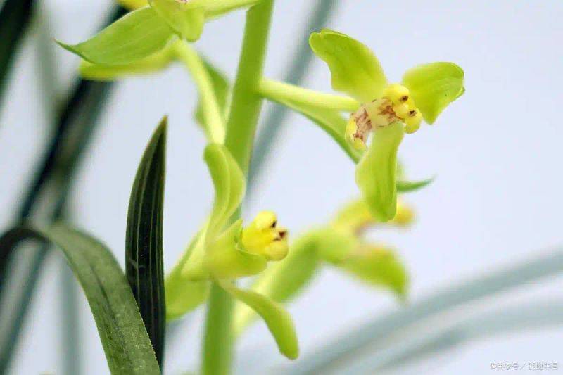 在水中兰花的种植方法