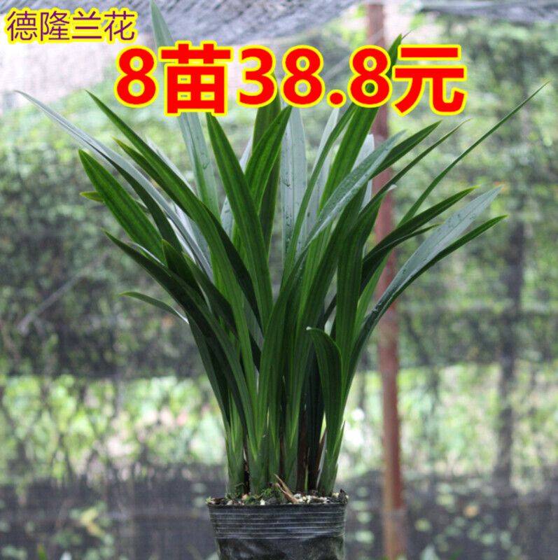 在水中兰花的种植方法