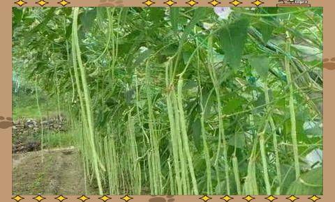豆苗的种植方法