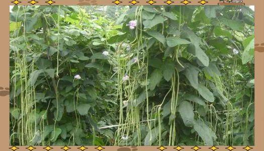 豆苗的种植方法