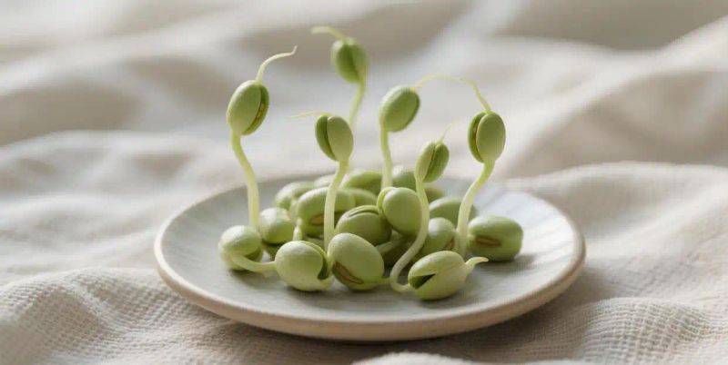 豆苗的种植方法