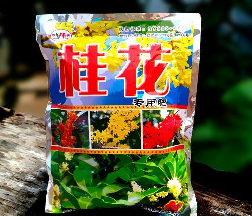 桂花树种子种植技术
