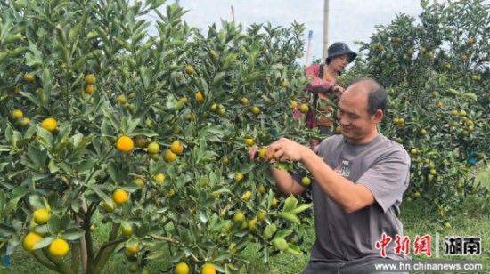 金桔种植技术与管理