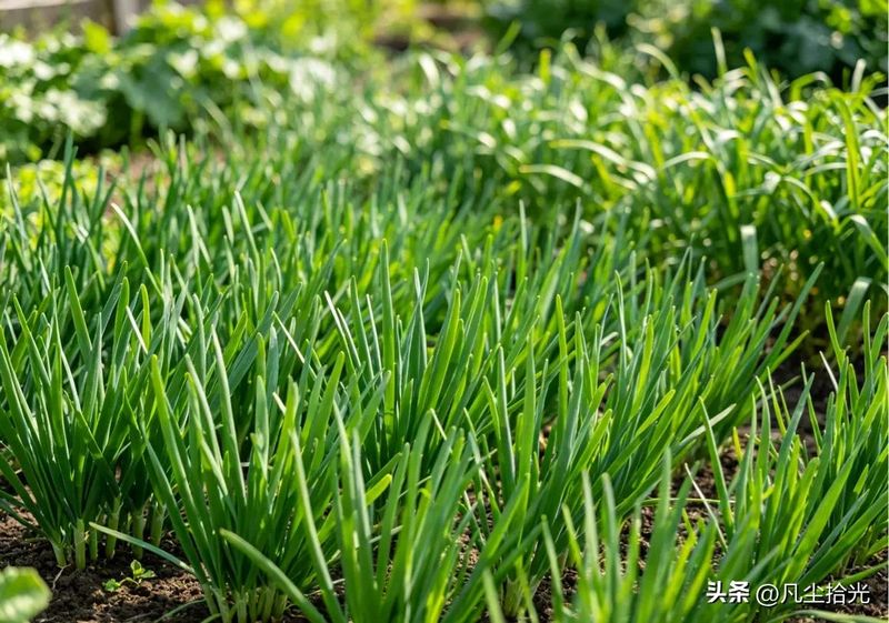 韭菜种植最简单方法