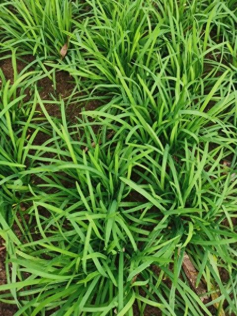 韭菜种植最简单方法