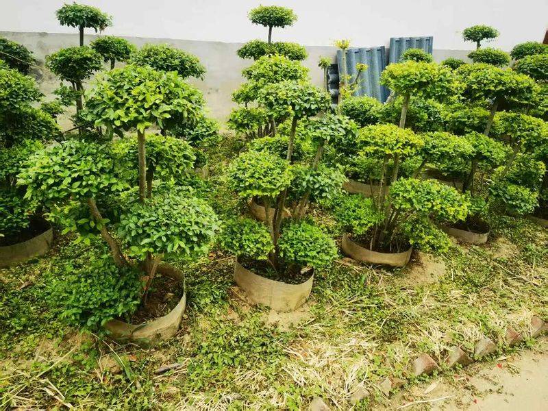 小叶女贞的种植方法