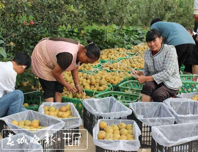 2026年贵州果树种植有那些新品种