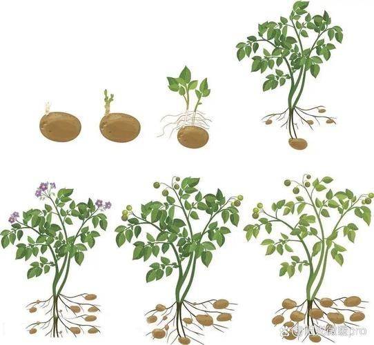 土豆的种植方法和时间