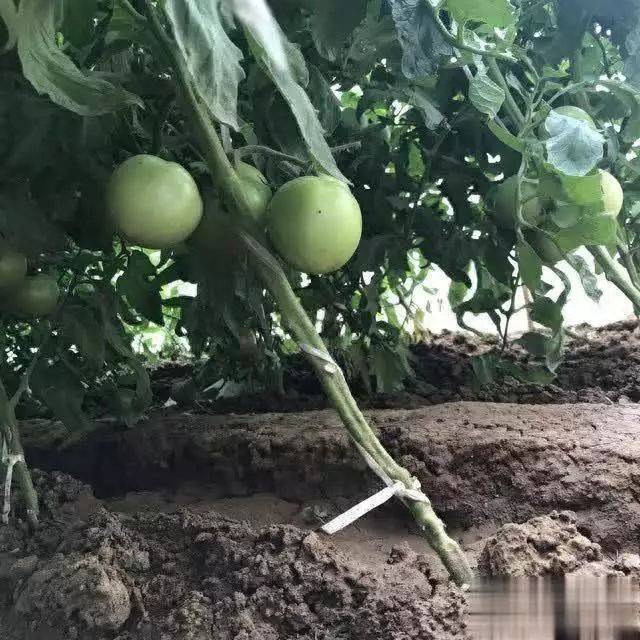 蕃茄如何种植技术