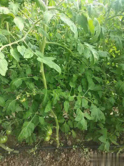 蕃茄如何种植技术