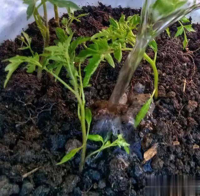 蕃茄如何种植技术