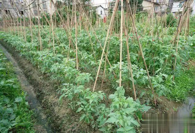 蕃茄如何种植技术