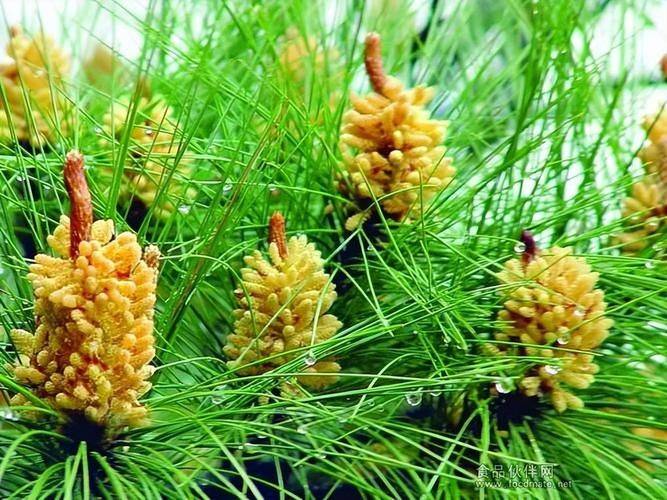 松花粉价钱