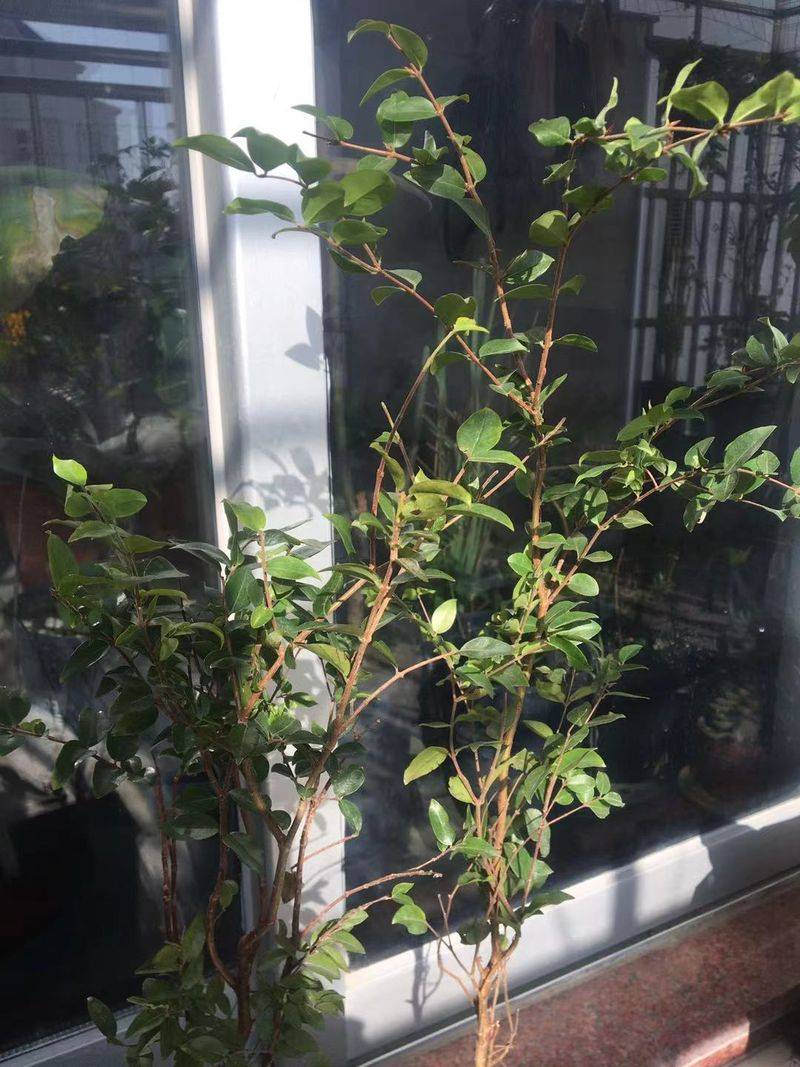 葡萄的种植技术