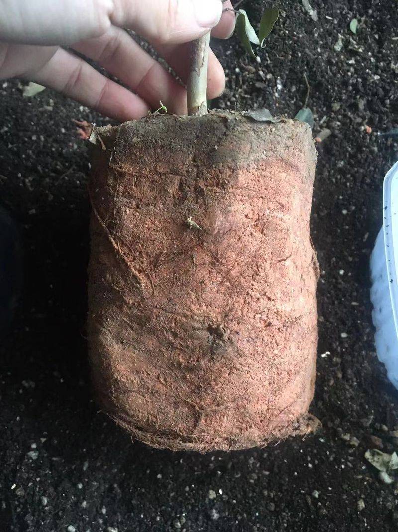 葡萄的种植技术