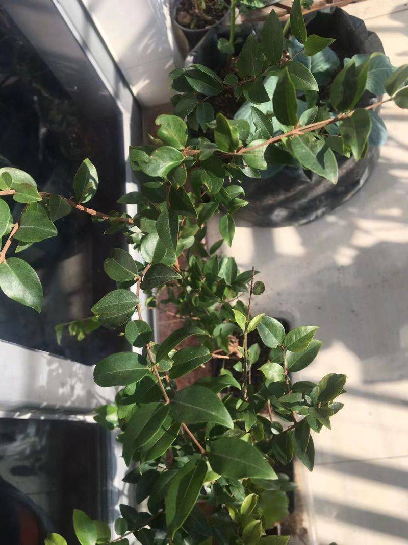 葡萄的种植技术