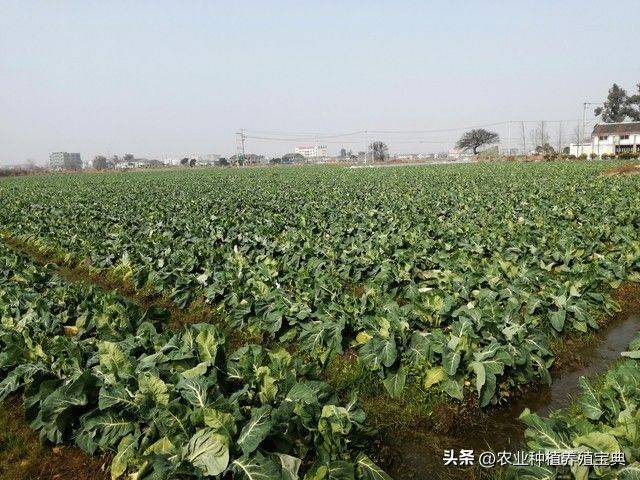 2026年贵州果树种植有那些新品种