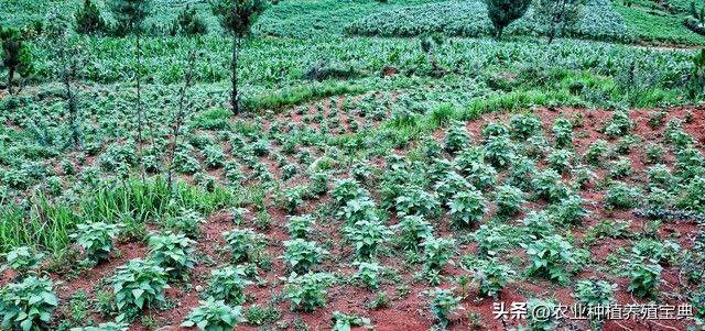 2026年贵州果树种植有那些新品种