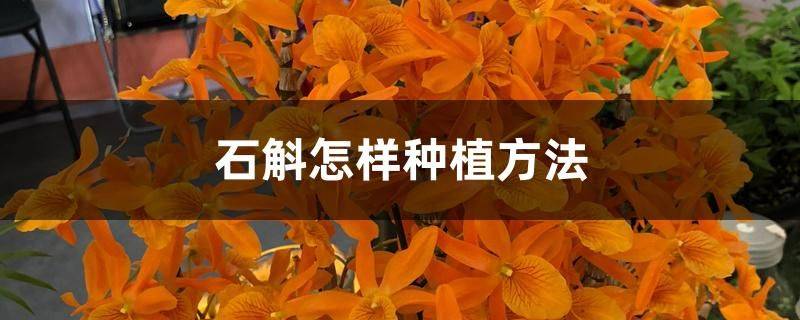 紫皮石斛的立体种植技术