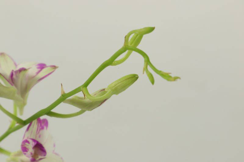 紫皮石斛的立体种植技术