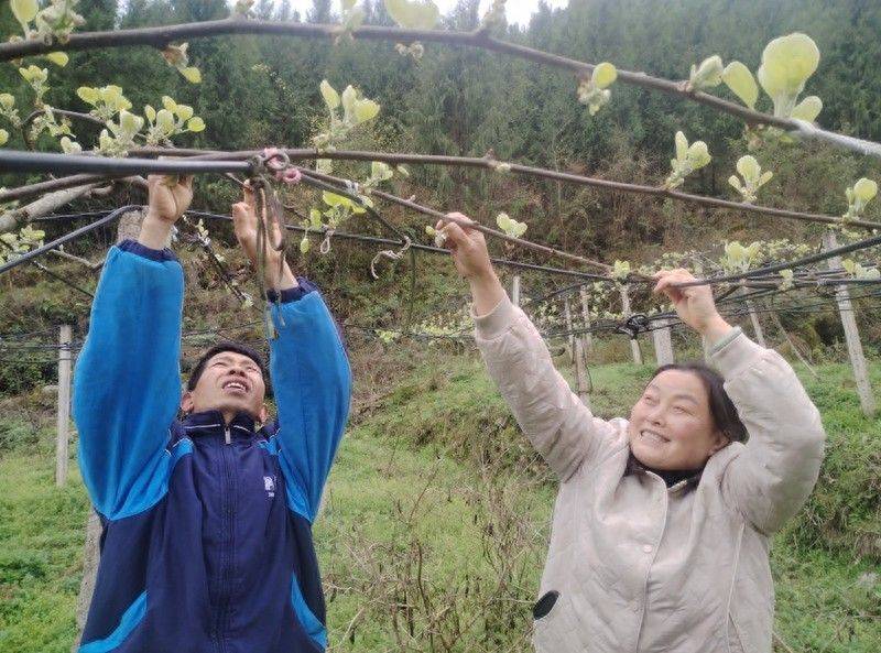 2026年贵州果树种植有那些新品种