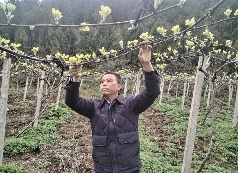 2026年贵州果树种植有那些新品种