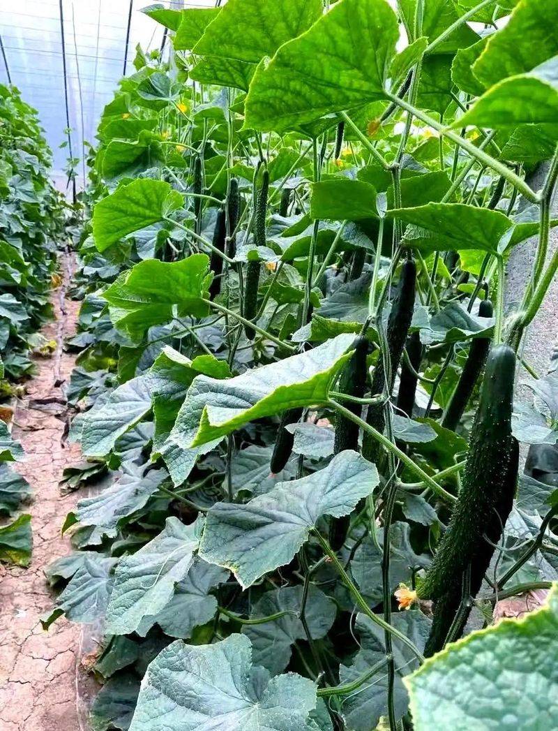 露地黄瓜种植技术