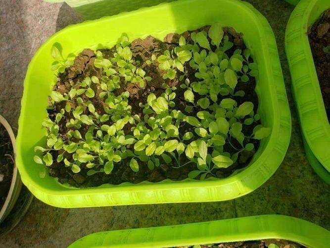 适合阳台种植的植物
