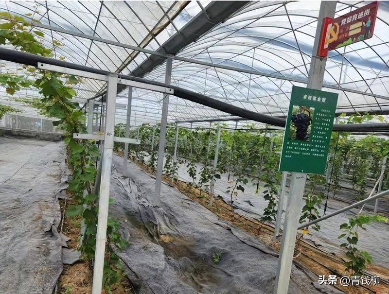 葡萄的种植技术