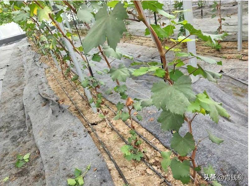 葡萄的种植技术
