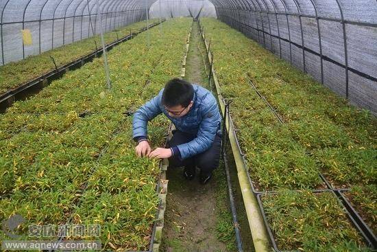下载铁皮石斛种植技术