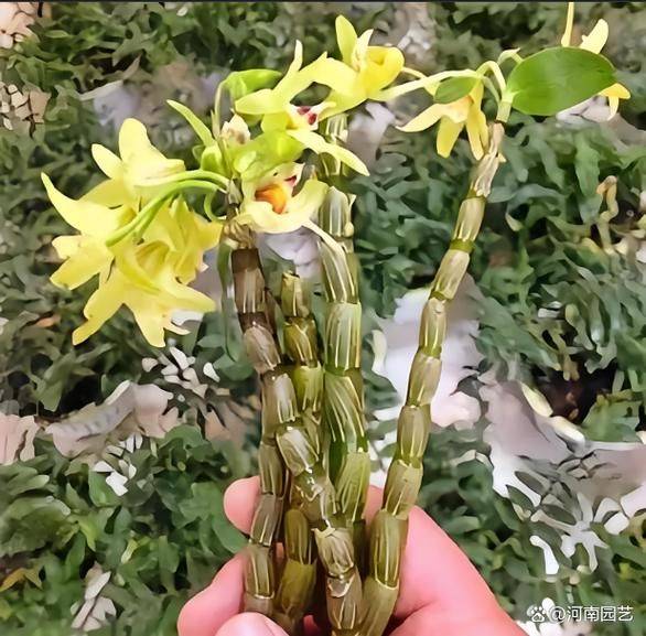 下载铁皮石斛种植技术