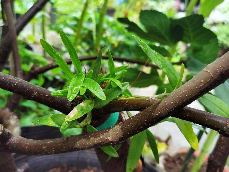 下载铁皮石斛种植技术